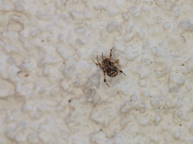 Cryptachaea riparia