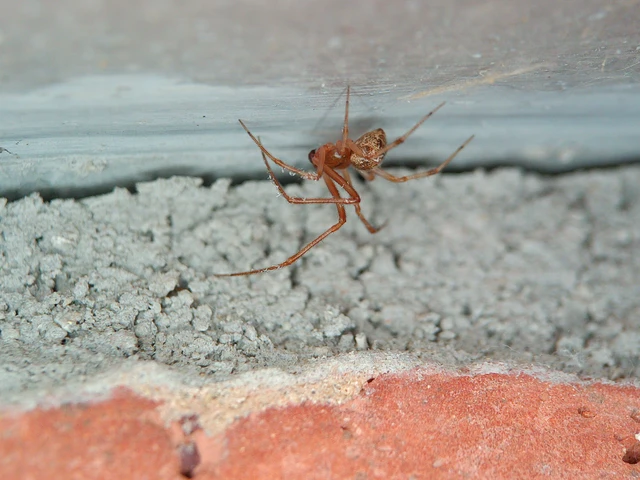 Parasteatoda tepidariorum - üvegházi törpepók
