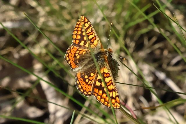 Euphydryas aurinia - lápi tarkalepke