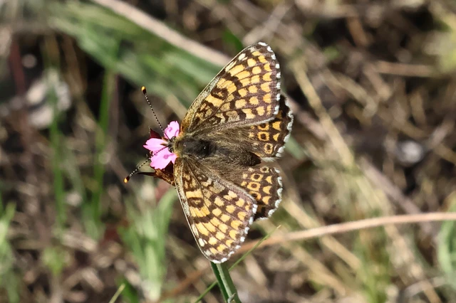 Melitaea cinxia - réti tarkalepke