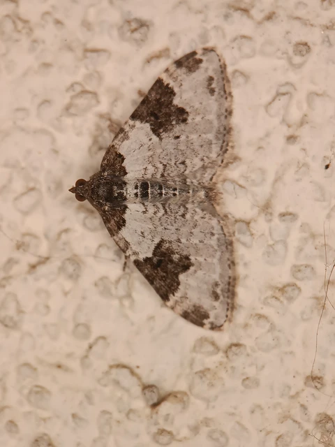 Xanthorhoe fluctuata - közönséges tarkaaraszoló