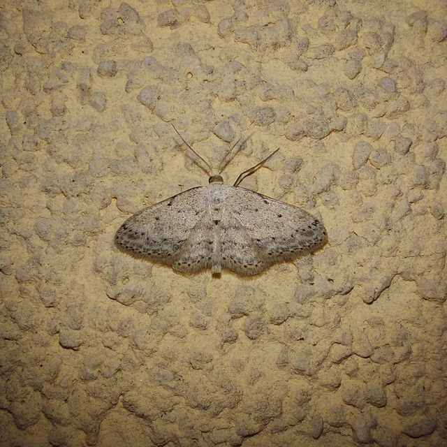 Idaea seriata - szürke apróaraszoló
