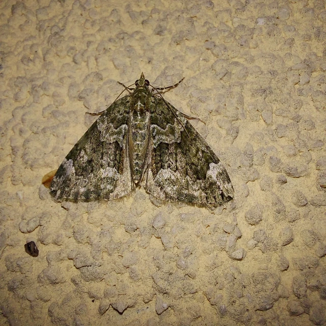 Chloroclysta siterata - salátazöld araszoló