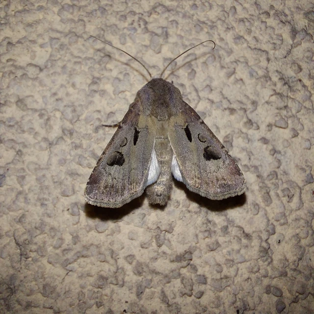 Agrotis exclamationis - felkiáltójeles földibagoly