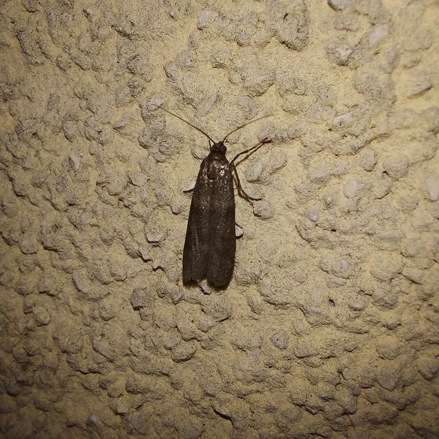 Episcythrastis tetricella - tavaszi karcsúmoly