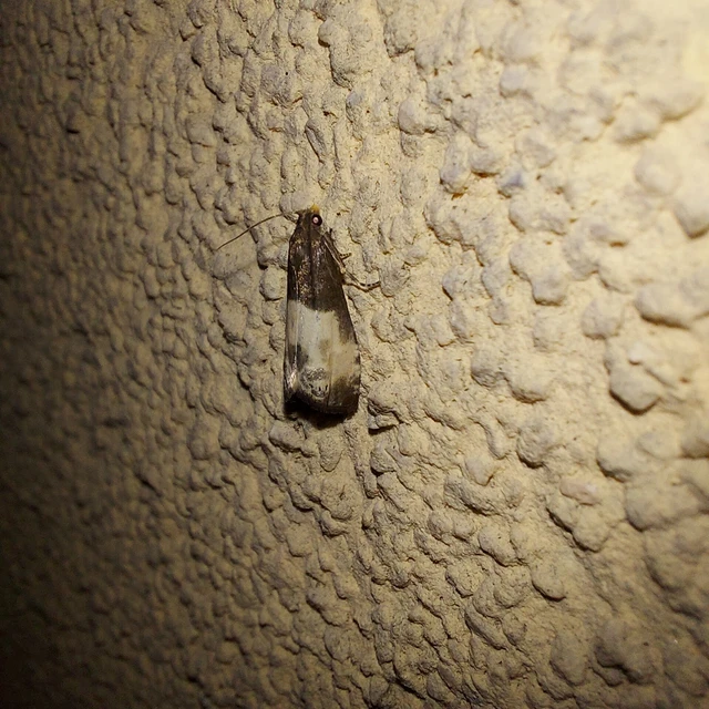 Notocelia cynosbatella - rózsahajtás-tükrösmoly
