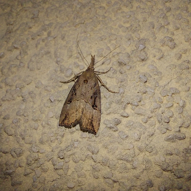 Hypena rostralis - közönséges karcsúbagoly