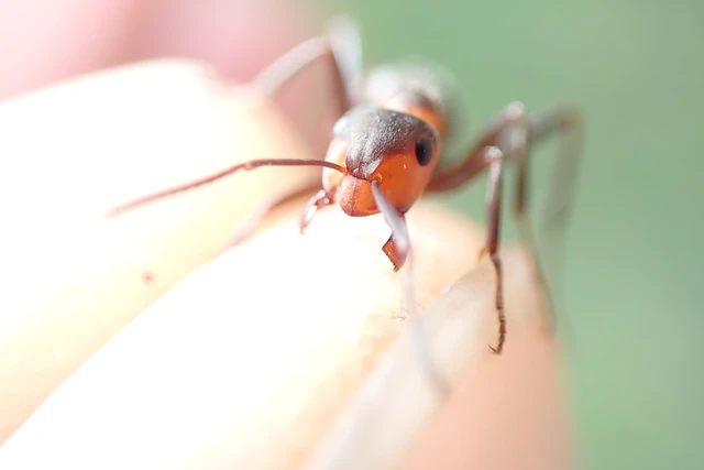 Formica pratensis - réti vöröshangya