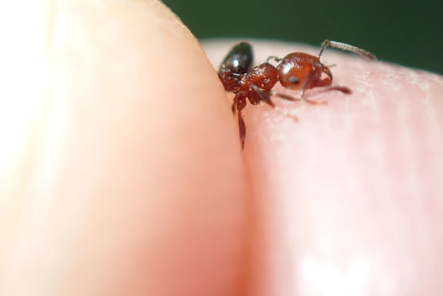 Crematogaster schmidti - vörös szívhangya