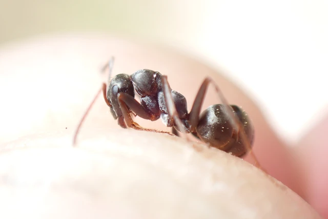 Formica fusca - kormos rabszolgahangya