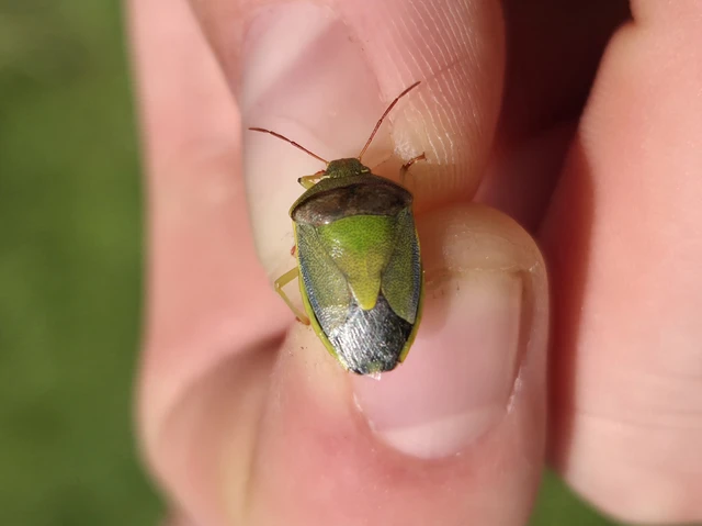Piezodorus lituratus - bíboros címerespoloska Piezodorus lituratus - bíboros címerespoloska