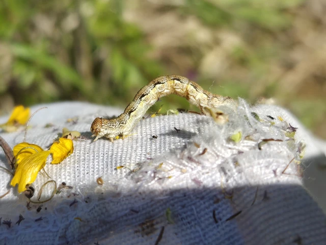 Erannis defoliaria - nagy téliaraszoló