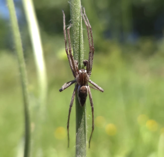 Pisaura mirabilis - csodáspók