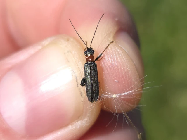 Oedemera croceicollis - pirostorú álcincér