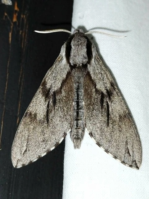 Hyloicus pinastri - fenyőszender