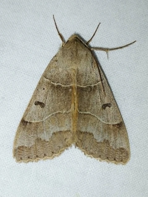 Minucia lunaris - nagy foltosbagoly
