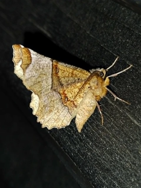 Selenia lunularia - egyfoltos holdasaraszoló