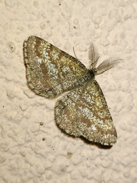 Ematurga atomaria - barna rétiaraszoló