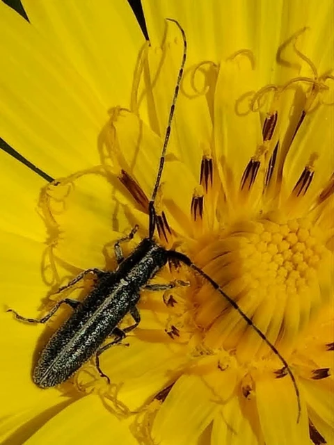 Agapanthia cardui - sávos bogáncscincér