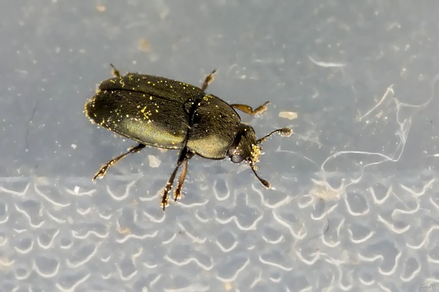 Meligethinae Meligethinae
