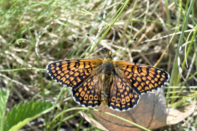 Melitaea cinxia - réti tarkalepke