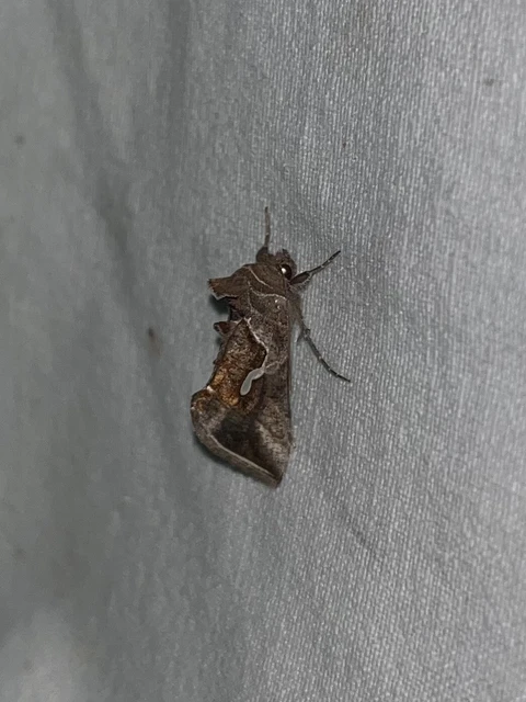 Macdunnoughia confusa - cseppfoltos ezüstbagoly