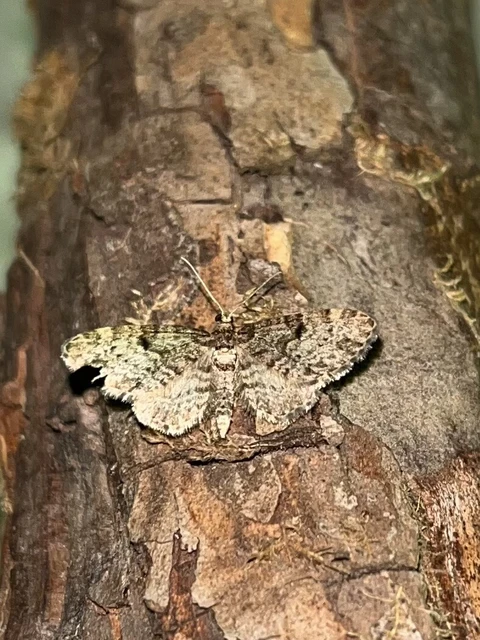 Eupithecia tantillaria - feketegyűrűs törpearaszoló