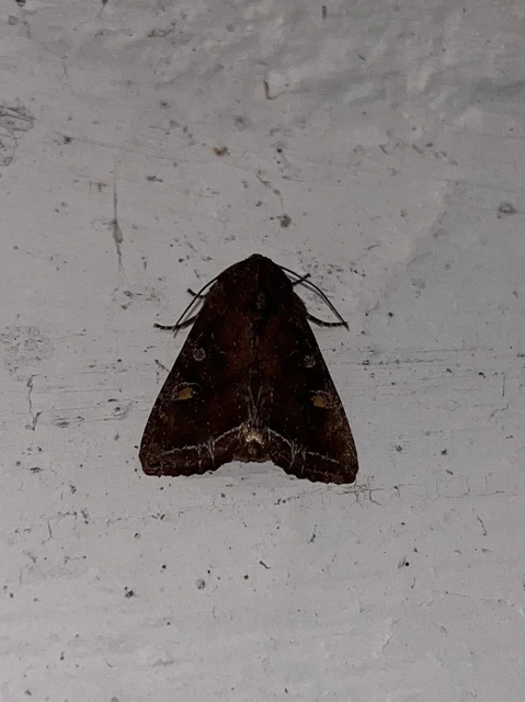 Lacanobia oleracea - saláta-kertibagoly