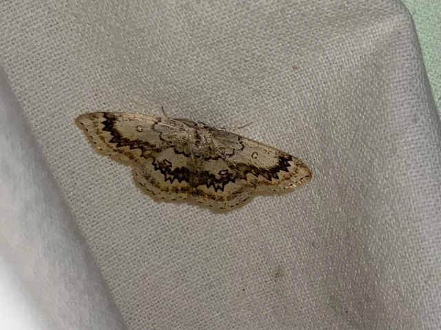 Cyclophora annularia - gyűrűs pettyesaraszoló