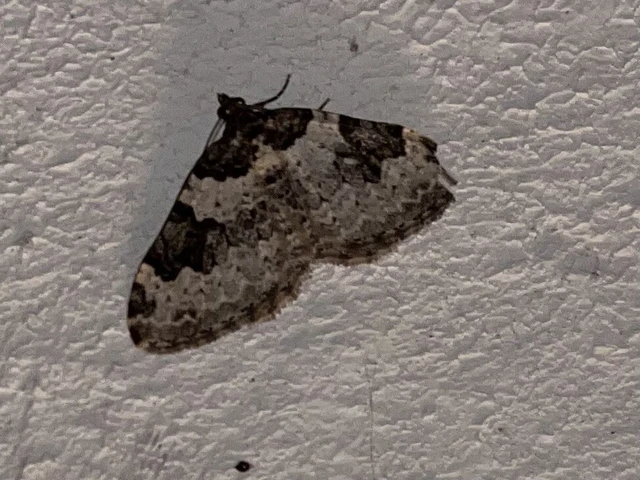 Xanthorhoe fluctuata - közönséges tarkaaraszoló