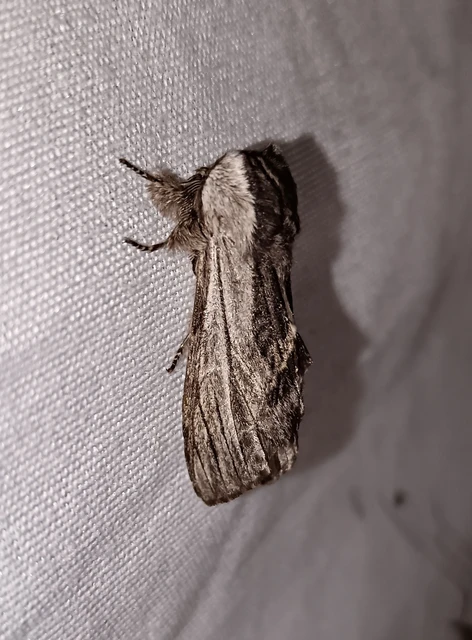 Harpyia milhauseri - pergamen-púposszövő