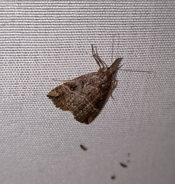 Hypena rostralis - közönséges karcsúbagoly
