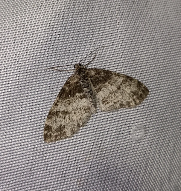 Lobophora halterata - szárnyfüggelékes araszoló