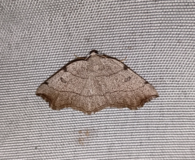 Eilicrinia trinotata - háromjegyű araszoló