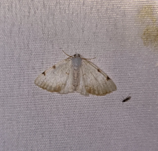Lomographa bimaculata - kétpontos fehéraraszoló