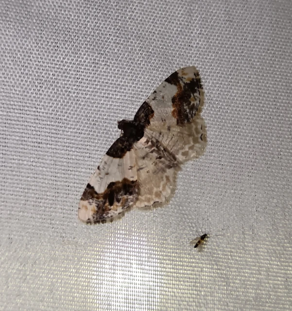 Ligdia adustata - barna levélaraszoló