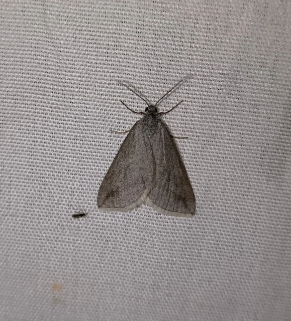 Lithostege griseata - szürke araszoló