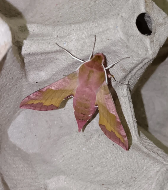 Deilephila porcellus - piros szender