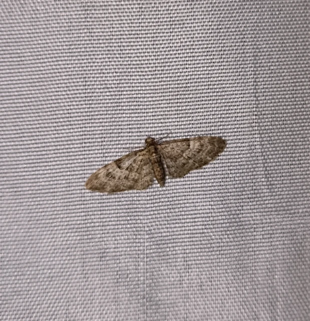 Eupithecia dodoneata - tölgy-törpearaszoló