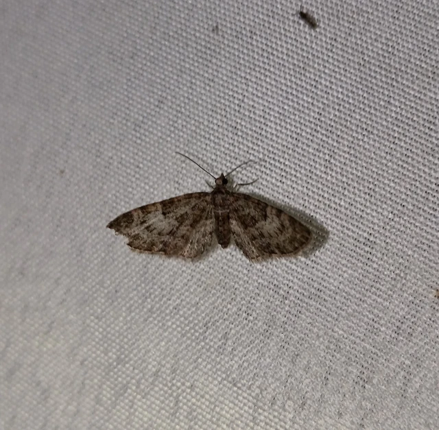 Eupithecia dodoneata - tölgy-törpearaszoló