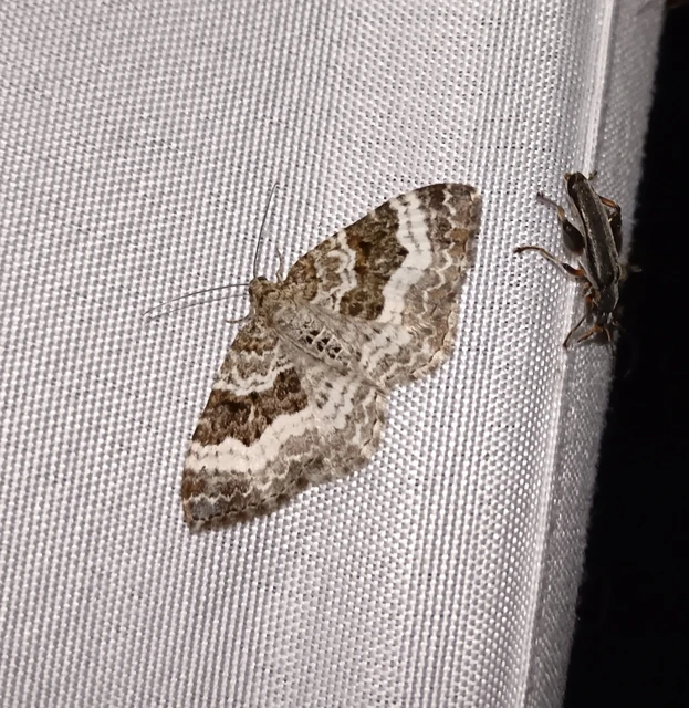 Epirrhoe alternata - galaj-tarkaaraszoló