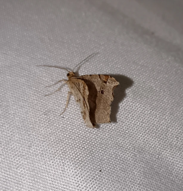 Macaria alternata - közönséges szürkearaszoló