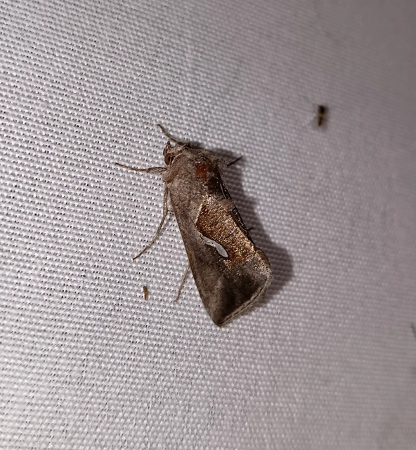 Macdunnoughia confusa - cseppfoltos ezüstbagoly