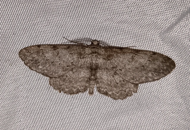 Hypomecis punctinalis - pettyes faaraszoló