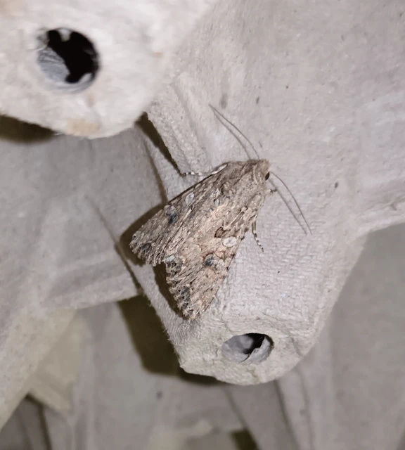 Hadula trifolii - lóherebagoly