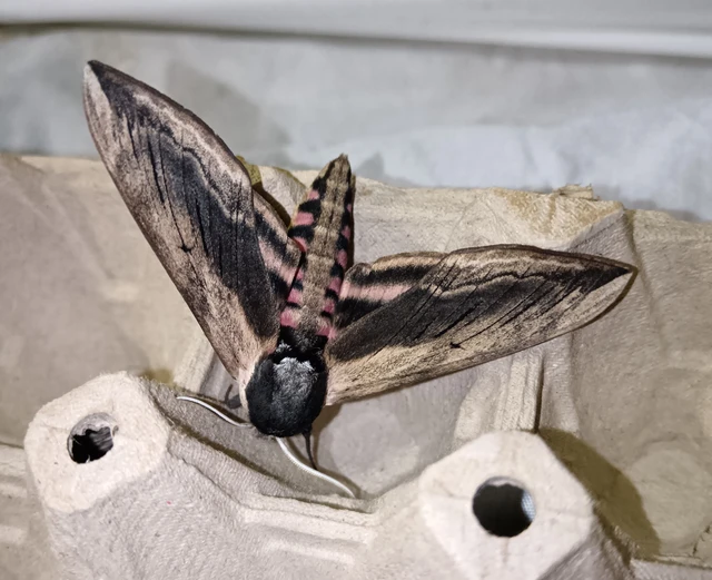 Sphinx ligustri - fagyalszender