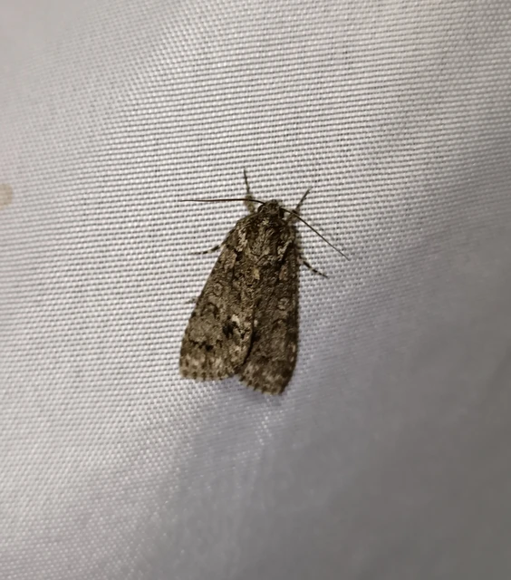 Acronicta rumicis - sóska-szigonyosbagoly Acronicta rumicis - sóska-szigonyosbagoly