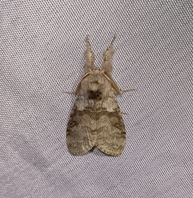 Calliteara pudibunda - hamvasszövő