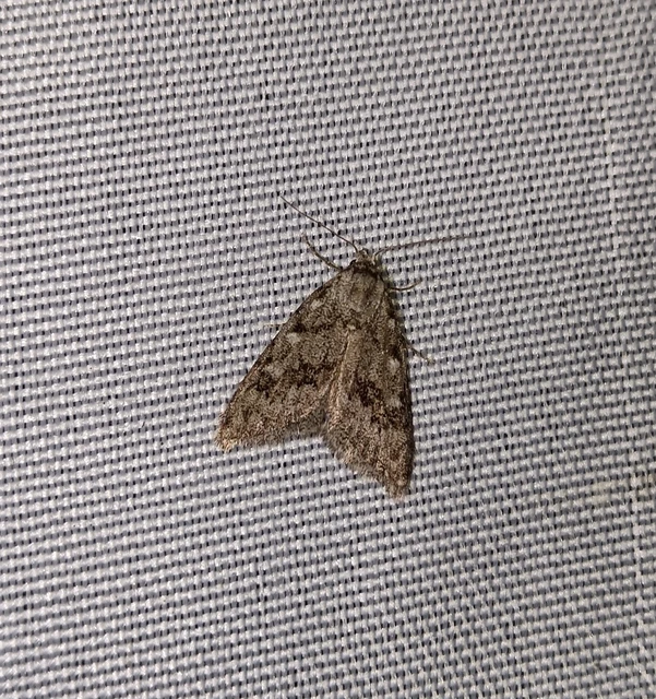 Nola cicatricalis - szürke pamacsosszövő