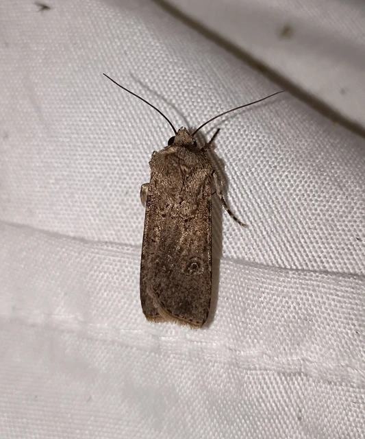 Agrotis segetum - vetési földibagoly